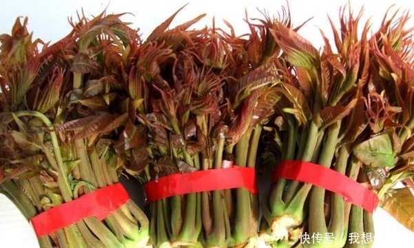 自家阳台变身香椿小园，新鲜椿芽随手摘