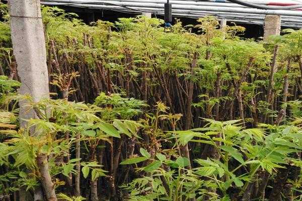 自家阳台变身香椿小园，新鲜椿芽随手摘