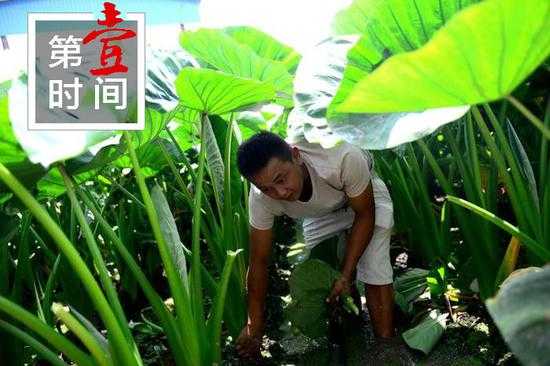 芋仔种植有门道 从选种到收获全掌握