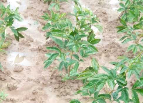 芍药种植有门道，技术到位效益高