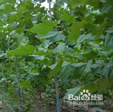 花木扦插妙招:从新手到高手的蜕变秘籍 花木扦插妙招:从新手到高手的蜕变秘籍