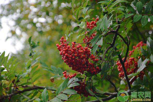 花楸种植技艺全攻略：从新手到老手的秘密心得