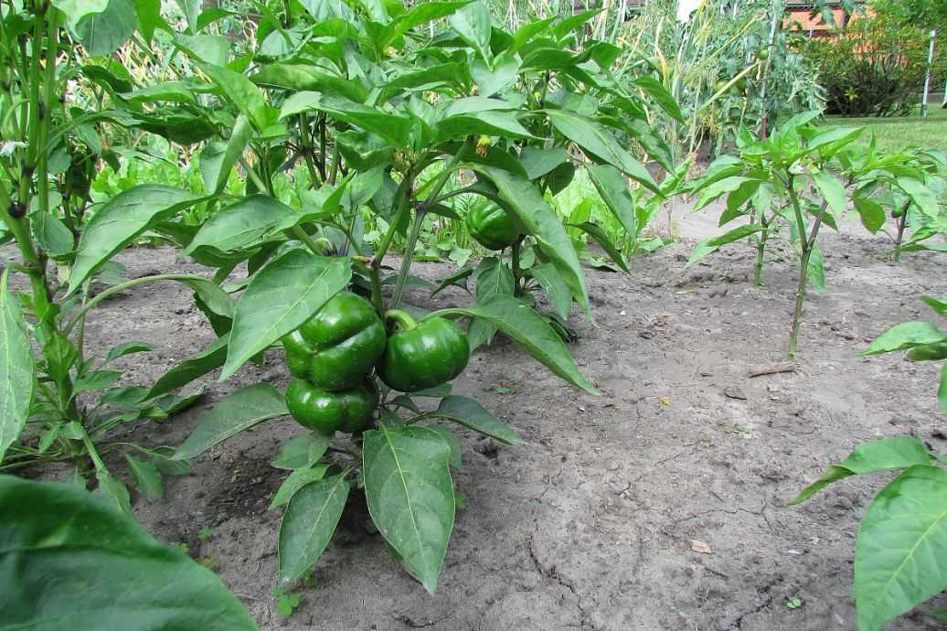 花楸种植技艺全攻略：从新手到老手的秘密心得