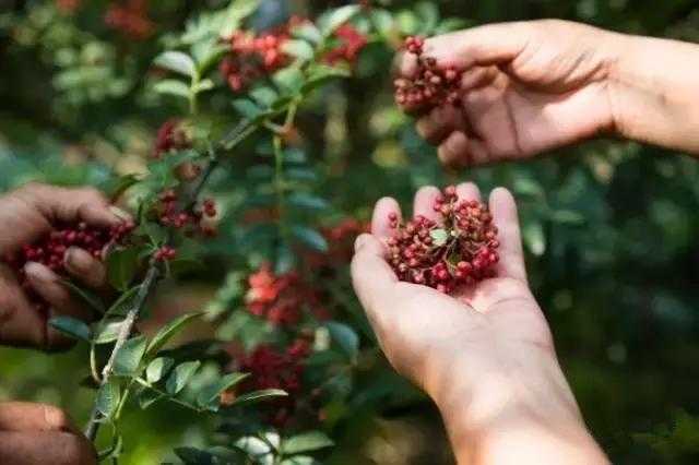 花椒采摘有窍门，老椒农教你几招提升品质又增产