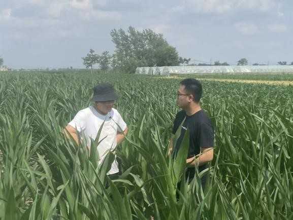 花生田间管理那些事儿，老把式教你几招