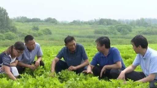 花生田间管理那些事儿，老把式教你几招