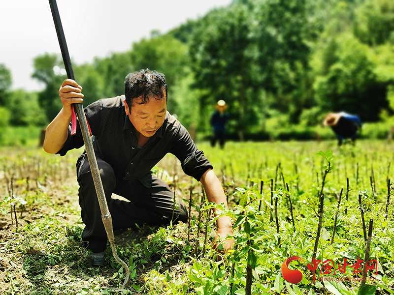 苗圃除草那些事儿：别让杂草偷走你的苗木营养