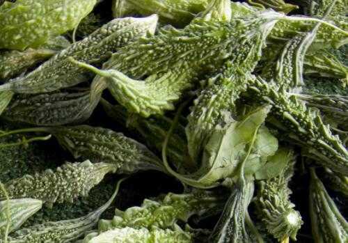 苦瓜嫁接种植，告别连作障碍的好法子