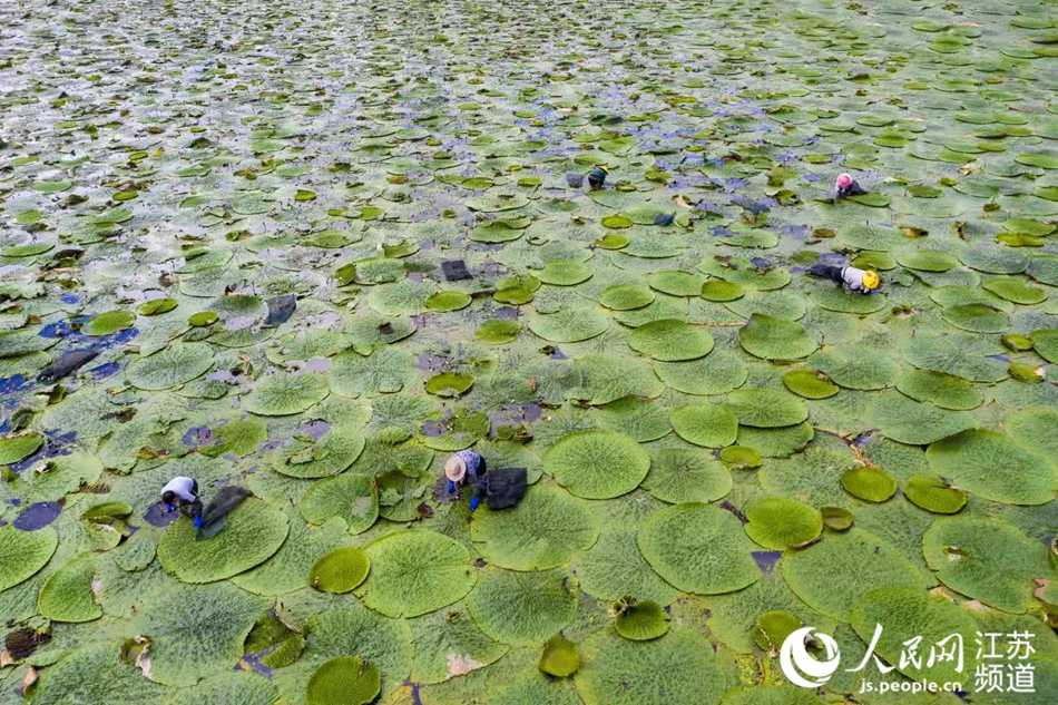 茨实种植技术大老农亲授实战心得