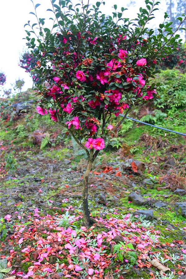 茶梅花开满枝头的养护诀窍