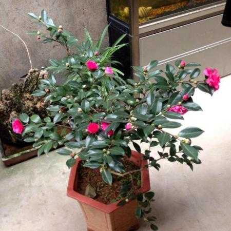 茶梅花开满枝头的养护诀窍