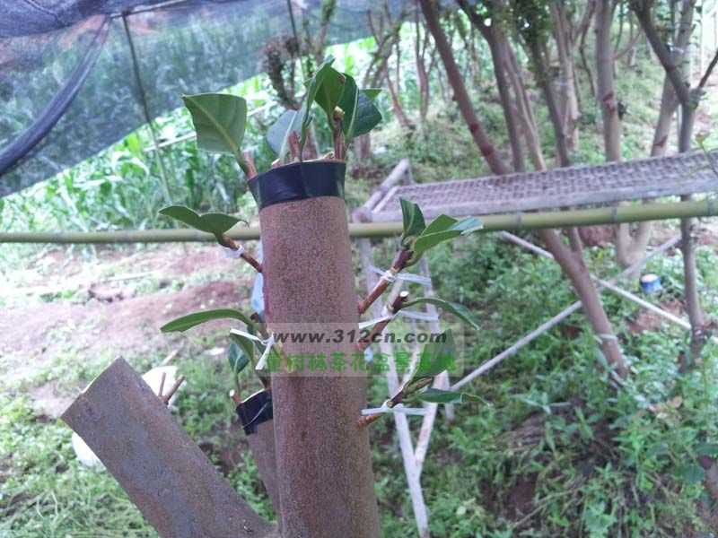 茶花迷必看嫁接大法:让一株开出多色花的秘密技巧-第1张图片-正海烽科技 - 领先的只能推广行业,智能制造解决方案提供商 茶花迷必看嫁接大法:让一株开出多色花的秘密技巧-第1张图片-正海烽科技 - 领先的只能推广行业,智能制造解决方案提供商