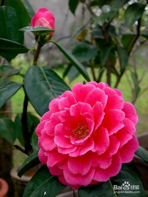 茶花根系救星：手把手教你让“娇气”茶花重获新生