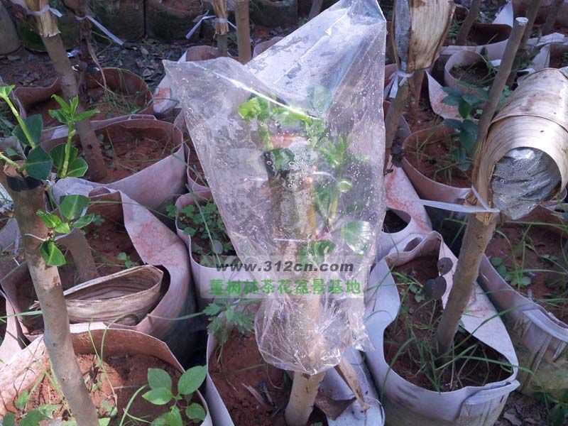 茶花迷必看嫁接大法:让一株开出多色花的秘密技巧-第2张图片-正海烽科技 - 领先的只能推广行业,智能制造解决方案提供商 茶花迷必看嫁接大法:让一株开出多色花的秘密技巧-第2张图片-正海烽科技 - 领先的只能推广行业,智能制造解决方案提供商