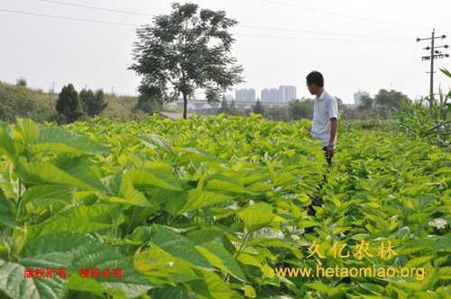 草本桑栽种那些事儿