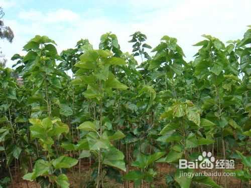 草本桑栽种那些事儿