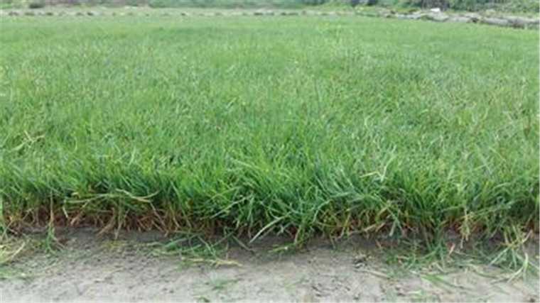 草籽采购技术标里头的门道,老把式带你摸透 草籽采购技术标里头的门道,老把式带你摸透