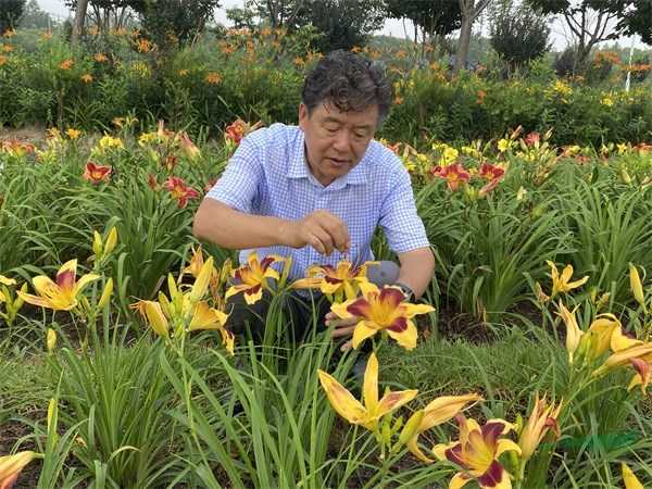 草花育苗技术的独家心法，手把手教你育出满园芬芳