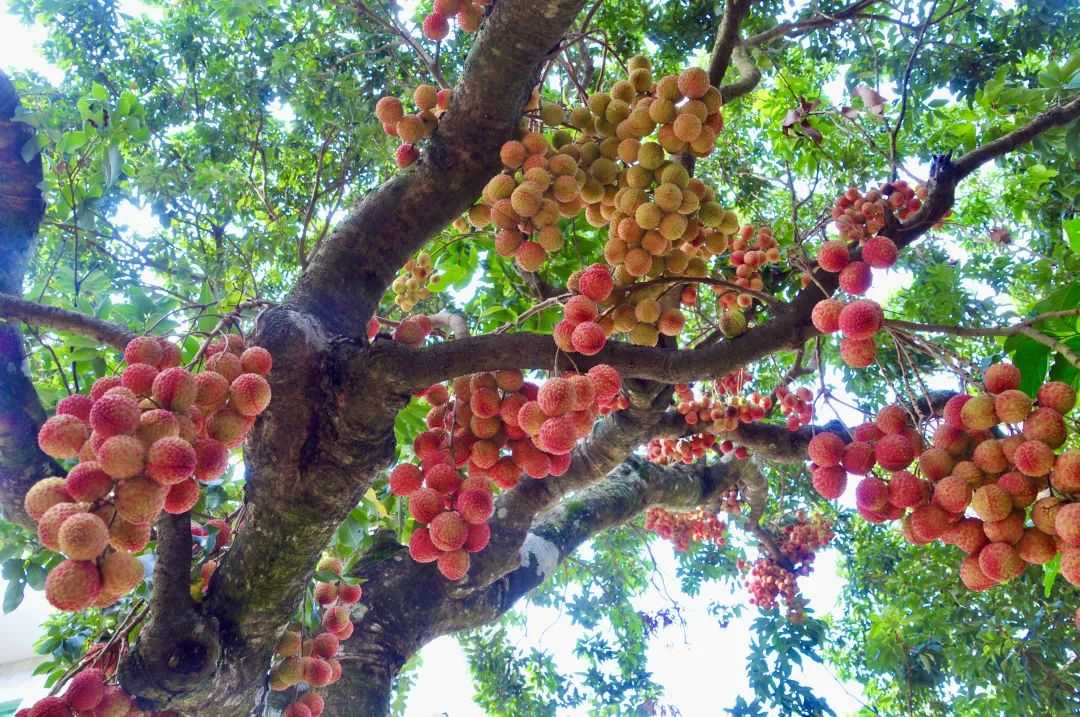 荔枝高产技术全攻略:四季管理要点与果农增收秘诀 荔枝高产技术全攻略:四季管理要点与果农增收秘诀