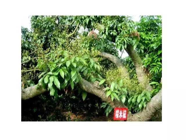 荔枝修剪技术全解析