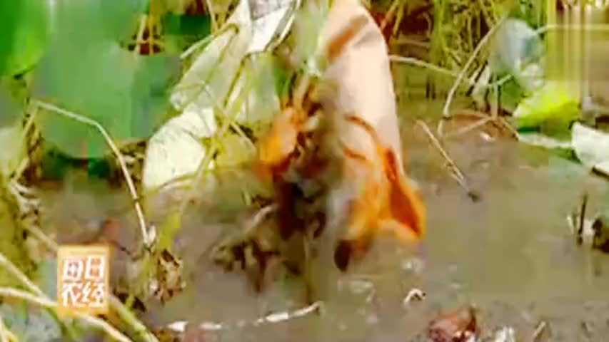 莲藕种植那些事儿：从选种到采收的全流程经验谈