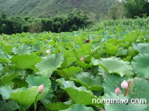 莲藕种植那些事儿：从选种到采收的全流程经验谈