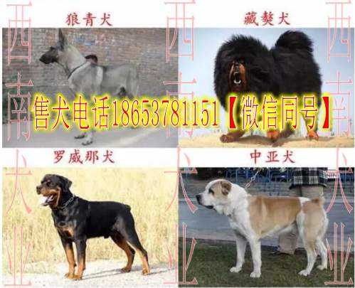 萌宠家园打造全攻略：从训练窍门到场地布置