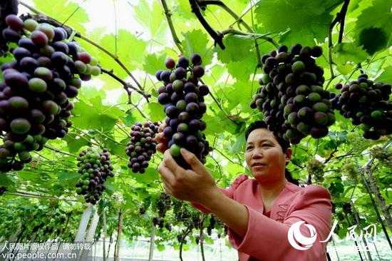 葡萄保鲜有窍门，从枝头到舌尖的水灵灵秘诀