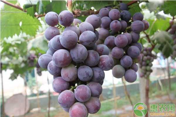 葡萄保鲜有窍门，从枝头到舌尖的水灵灵秘诀