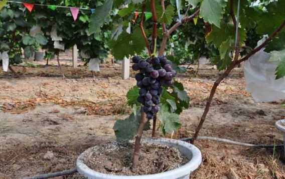 葡萄制种那些事儿：从老把式到科技范儿的育种革命