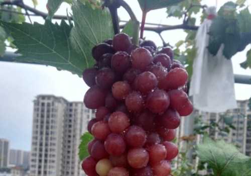 葡萄制种那些事儿：从老把式到科技范儿的育种革命