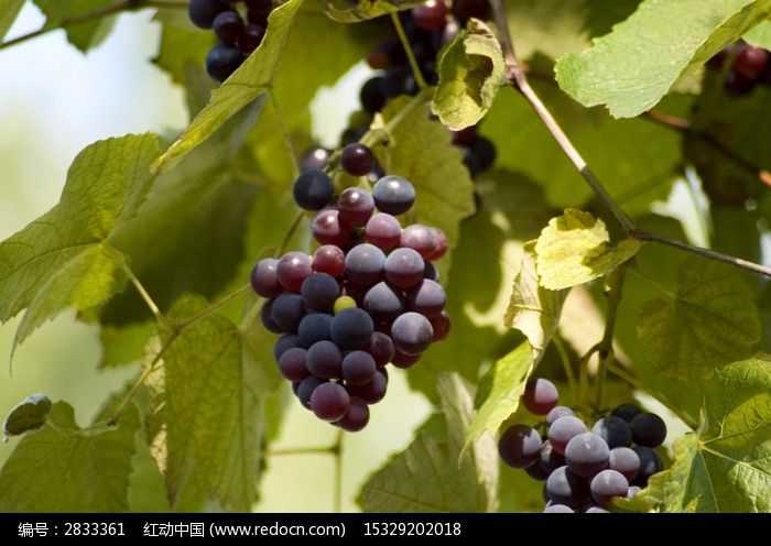 葡萄园里的新面孔和老把式，这样搭配才赚钱