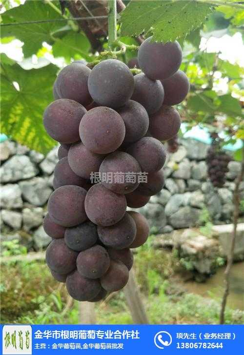 葡萄园里的新面孔和老把式，这样搭配才赚钱