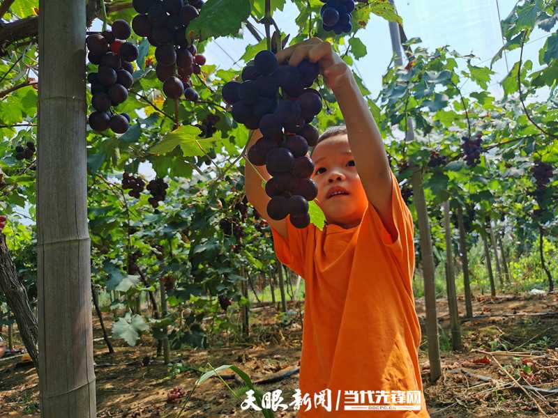 葡萄园里的滴水智慧：从“浇地”到“浇根”的变革