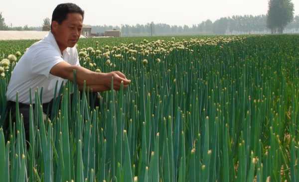 葱把式的地头经：让大葱长得又直又壮的门道