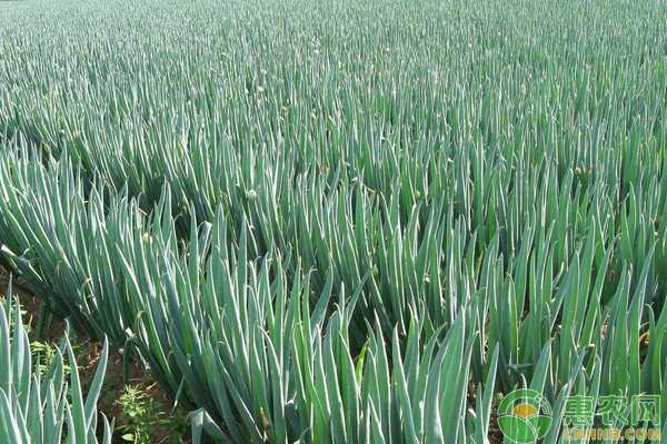 葱把式的地头经：让大葱长得又直又壮的门道