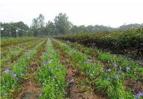 葵花子种植里头那些你不知道的门道