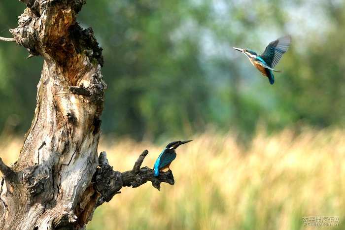 蓝宝石入画来:那些年,我与翠鸟的镜头邂逅-第2张图片-正海烽科技 - 领先的只能推广行业,智能制造解决方案提供商 蓝宝石入画来:那些年,我与翠鸟的镜头邂逅-第2张图片-正海烽科技 - 领先的只能推广行业,智能制造解决方案提供商