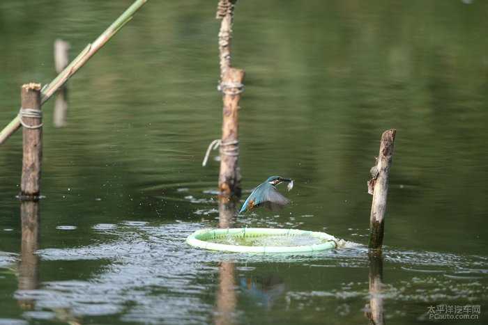 蓝宝石入画来:那些年,我与翠鸟的镜头邂逅-第1张图片-正海烽科技 - 领先的只能推广行业,智能制造解决方案提供商 蓝宝石入画来:那些年,我与翠鸟的镜头邂逅-第1张图片-正海烽科技 - 领先的只能推广行业,智能制造解决方案提供商