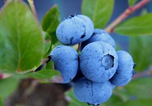 蓝莓秋季管得好，来年果多价更高