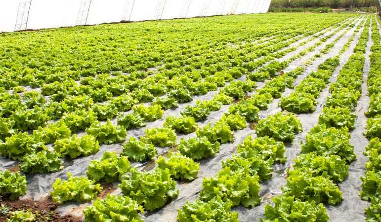 蔬菜种植技术工作整理全攻略