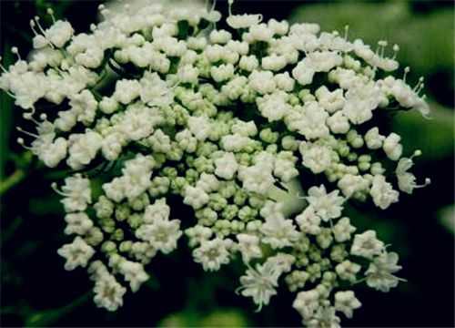 蛇床子种植手艺全唠叨