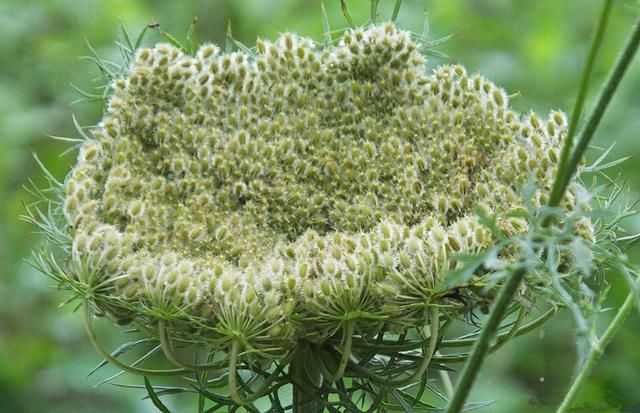 蛇床子种植手艺全唠叨