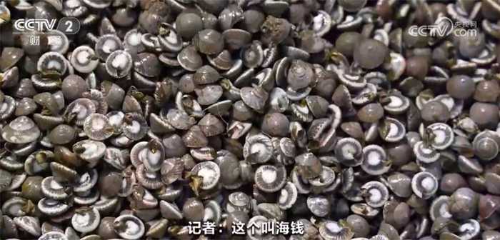 蛤蜊养殖这点事儿，老渔民手把手教你咋弄-第1张图片-正海烽科技 - 领先的只能推广行业，智能制造解决方案提供商