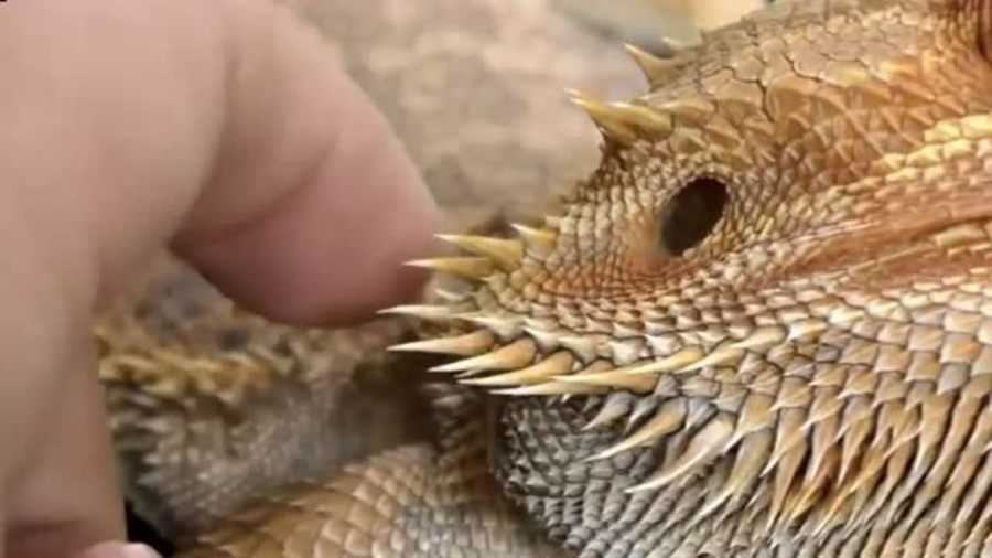 蜡皮蜥饲养全攻略：让你的“小飞龙”健康快乐成长