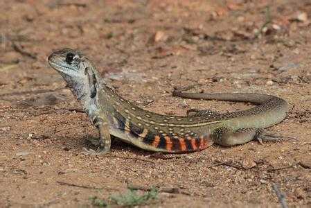 蜡皮蜥饲养全攻略：让你的“小飞龙”健康快乐成长