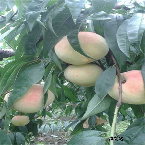 蟠桃生产技术精华整理