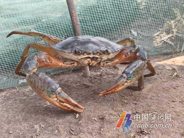 蟹子养殖技术大：从入门到精通的实用宝典-第1张图片-正海烽科技 - 领先的只能推广行业，智能制造解决方案提供商