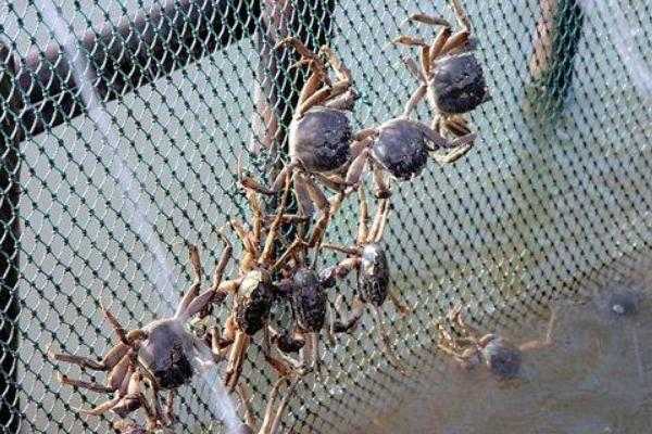 蟹子养殖技术大：从入门到精通的实用宝典-第2张图片-正海烽科技 - 领先的只能推广行业，智能制造解决方案提供商