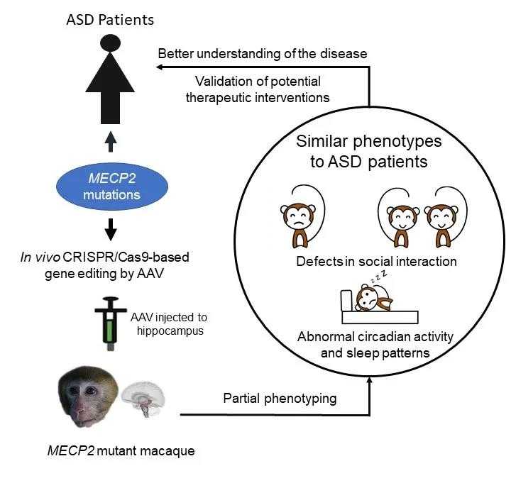 表型克隆技术:从模糊性状到清晰基因的“直达快车” 表型克隆技术:从模糊性状到清晰基因的“直达快车”